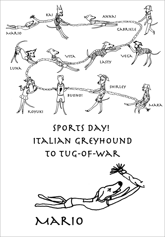 Sports day! Italian Greyhound to tug-of-warARATA HOUSEꥸʥT