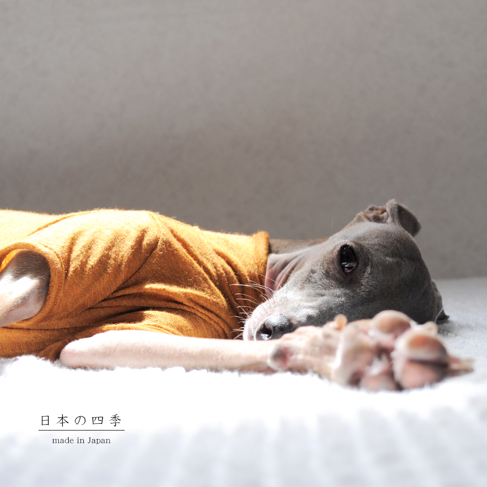 犬服｜日本の四季｜日本製ウール100%天竺ニット｜選べる３タイプ×３カラー（菫色（すみれいろ）/琥珀色（こはくいろ）/茜色（あかねいろ））