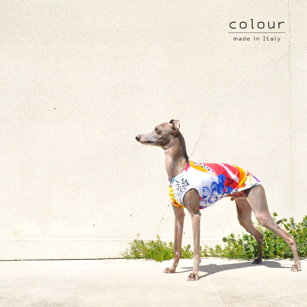 犬服｜colour｜上質なイタリア製舶来プリントニット｜選べる４タイプ 